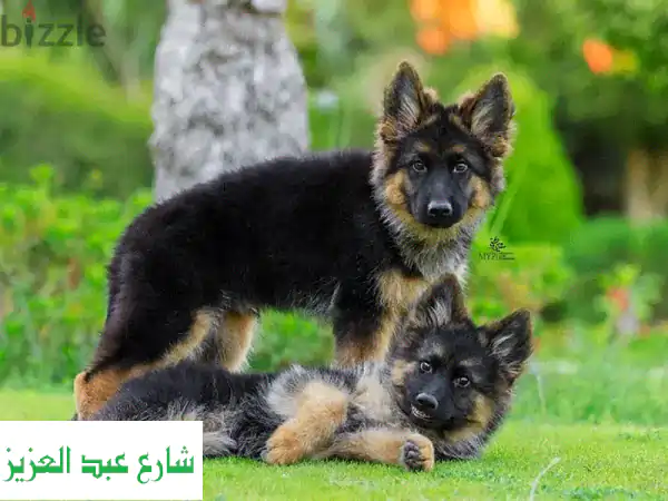 جرو الراعي الألماني ذو الشعر الطويل - خط عرضي - جودة عالية!