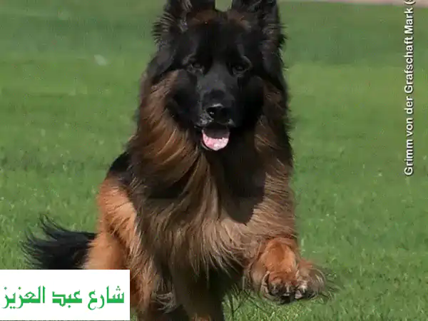 جرو الراعي الألماني ذو الشعر الطويل - خط عرضي -...