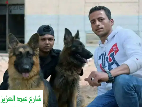 أفضل رعاية صحية وفندقية لاستضافة كلابك -...