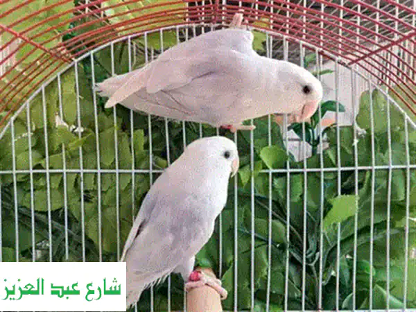 جوز باليد أوبلاين فايلوت - فرصة مميزة لعشاق الطيور!