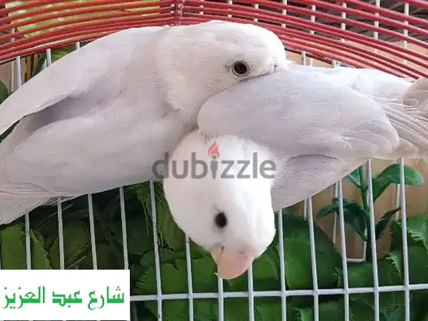 جوز باليد أوبلاين فايلوت - فرصة مميزة لعشاق الطيور!