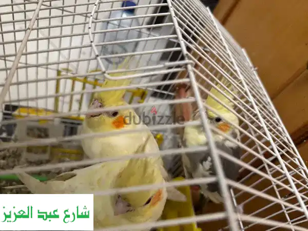 فرصة ذهبية! طيور كوكتيل رائعة للبيع - ذكور وإناث + فراخ!
