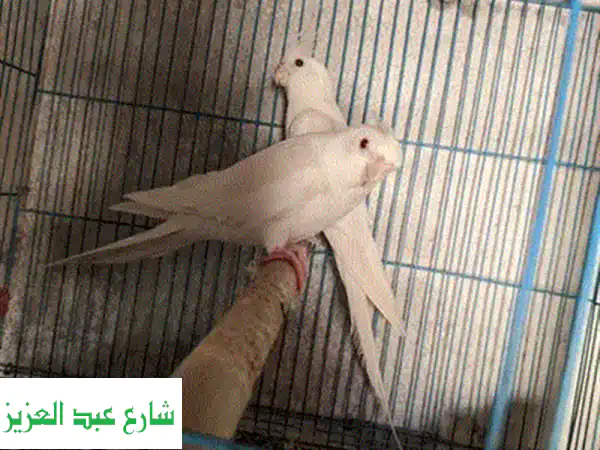 فرصة ذهبية! طيور كوكتيل رائعة للبيع - ذكور وإناث + فراخ!