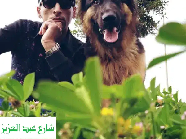 أفضل رعاية و تدريب كلابك مع العرباوي - خبرة حرس الحدود!