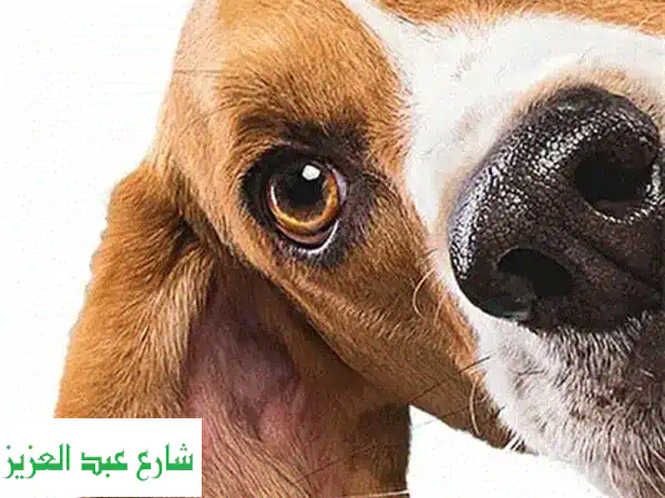 تدريب كلاب احترافي في منزلك - اجعل كلبك صديقًا مثاليًا!