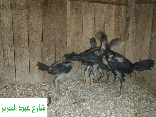 كتاكيت هندية رائعة - عمر شهر ونصف -  فرصة مميزة!