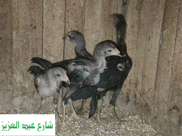 كتاكيت هندية رائعة - عمر شهر ونصف -  فرصة مميزة!