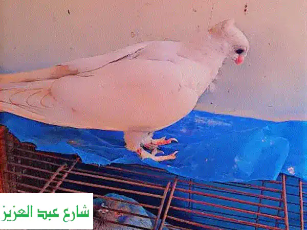 زغلول بنيدي للبيع - طائر جميل وصحّي!
