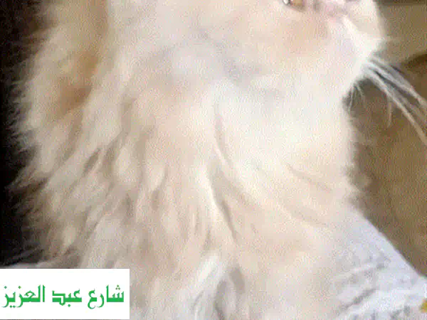 قطط بيرشَن زرار رائعة للبيع - ٤٥ يومًا فقط!