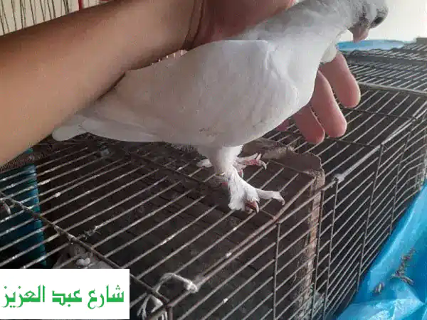 زغلول بنيدي للبيع - طائر جميل وصحّي!