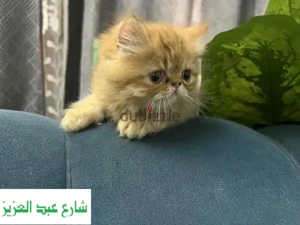 قطط بيرشَن زرار رائعة للبيع - ٤٥ يومًا فقط!