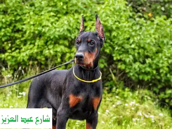 كلب دوبيرمان روسي فخم - فرصة ذهبية!