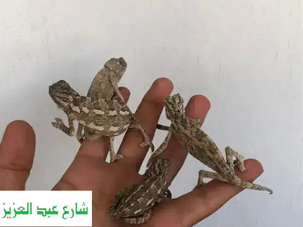 حرباء جميلة للبيع - مستوردة ومصرية - توصيل منزلي!