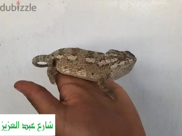 حرباء جميلة للبيع - مستوردة ومصرية - توصيل منزلي!