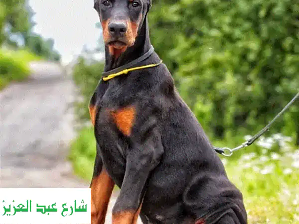 كلب دوبيرمان روسي فخم - فرصة ذهبية!