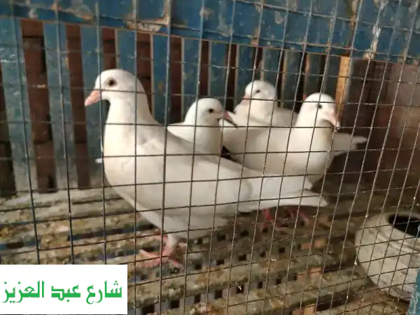 1009970078: فرصة ذهبية! 14 حمامة شبابية وزغاليل جميلة للبيع!