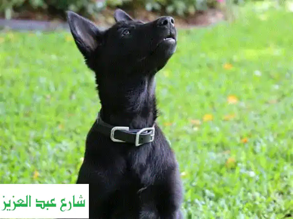 كلب مالينو بلجيكي ذكر - 83 يومًا - سلالة نقية مستوردة
