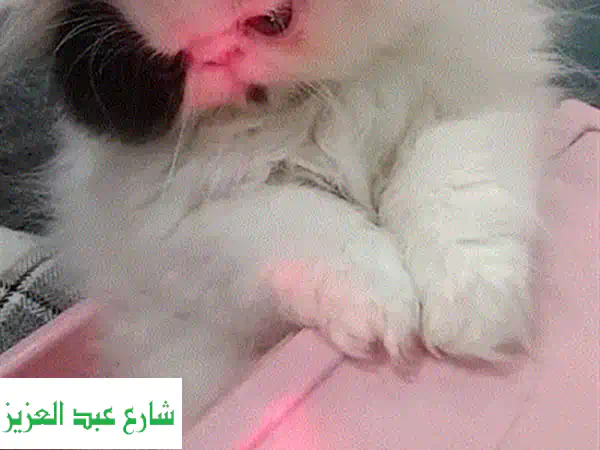 قطة بيرشَن فان سوداء جميلة - عمر شهرين - تبحث عن بيت دافئ!