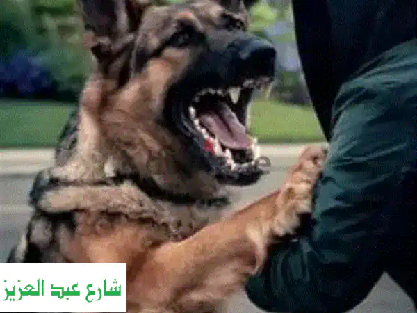 تدريب كلاب بورسعيد - شاهد النتائج بنفسك! 🐕