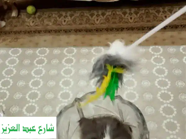 قطة بيرشَن فان سوداء جميلة - عمر شهرين - تبحث عن...