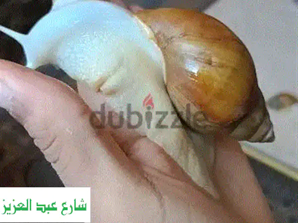 حلزونات أفريقية عملاقة: استثمر في مستقبلك مع إنتاج الكولاجين!
