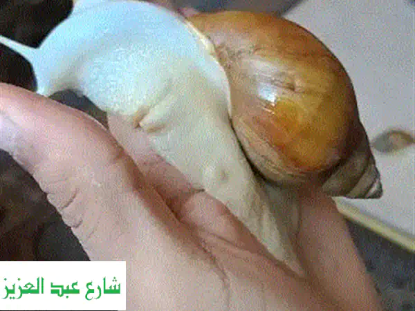 حلزونات أفريقية عملاقة: استثمر في مستقبلك مع...