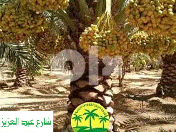 نخيل برحي، مجدول، وسكري: أجود أصناف النخيل (3-7 سنوات)...