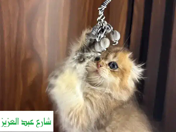 قط سكوتش فولد ذكر - فرو طويل، لعوب ومرح، جاهز لمنزله الجديد!