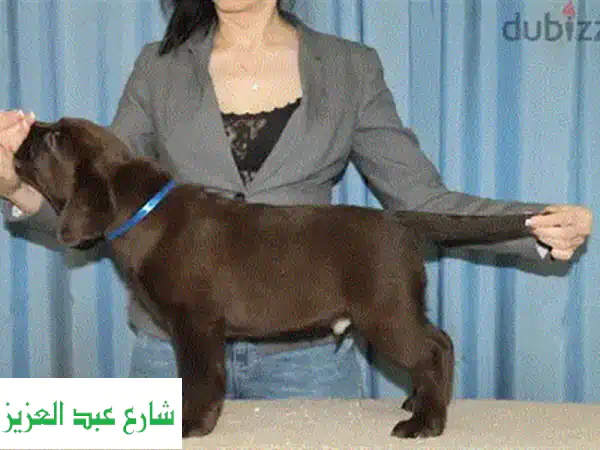 جرو فيزسلا أصيل للبيع - وثائق كاملة! 🐕