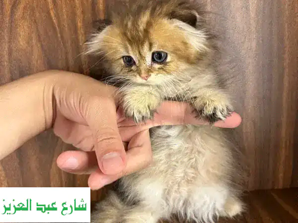 قط سكوتش فولد ذكر - فرو طويل، لعوب ومرح، جاهز...