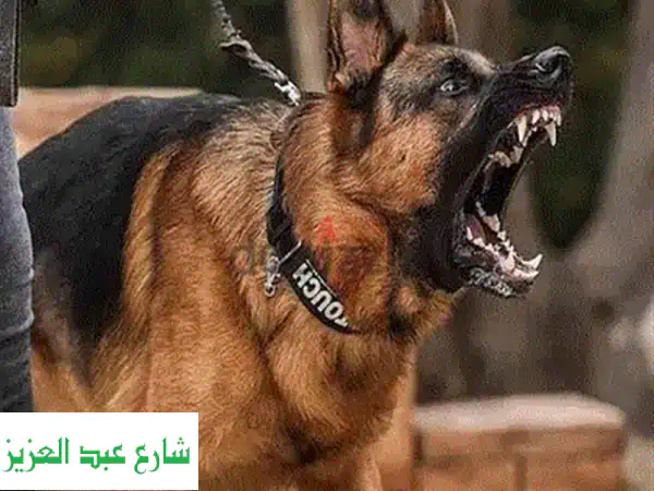 تدريب كلاب احترافي: أطلق العنان لقدرات كلبك معنا!