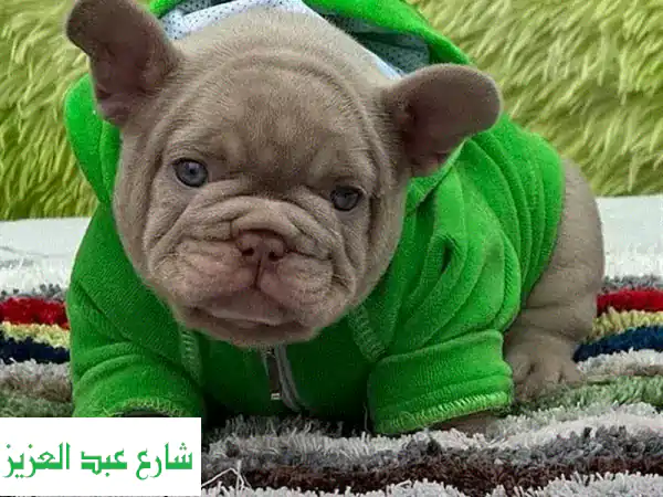 فرخ فرنش بولدوغ أوروبي أصيل - توصيل سريع!
