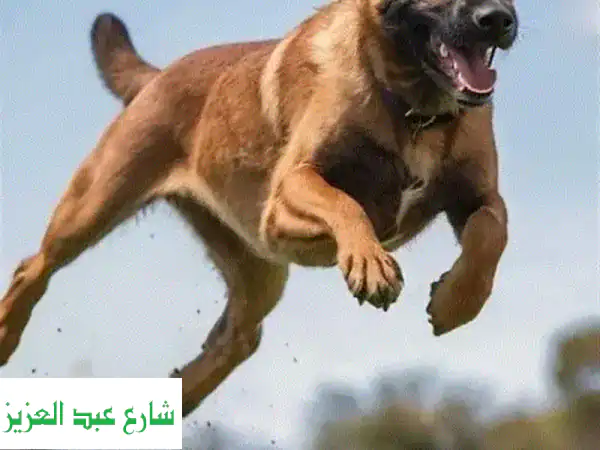 تدريب كلاب احترافي: أطلق العنان لقدرات كلبك معنا!