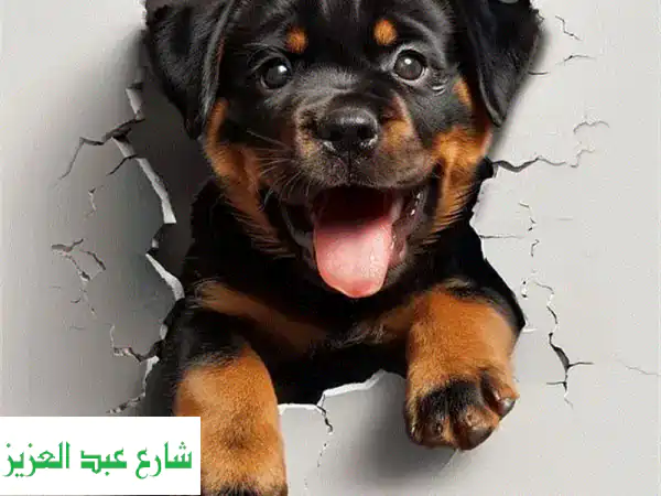 دليل تدريب الكلاب الشامل: أجعل كلبك صديقًا مثاليًا!