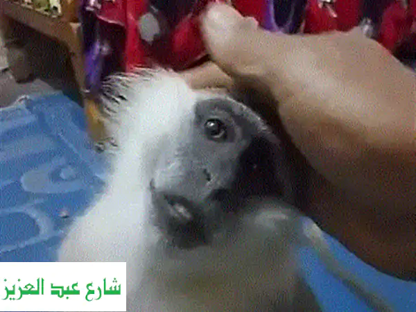 نسناس دكر لعوب ومسلّي - رفيقك الجديد ينتظرك!