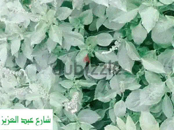 ريحان ونعناع عضويّ: زرع نباتات عطرة صحية في منزلك!
