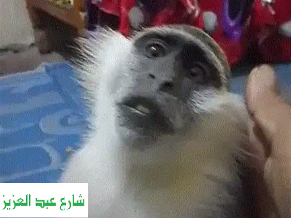 نسناس دكر لعوب ومسلّي - رفيقك الجديد ينتظرك!