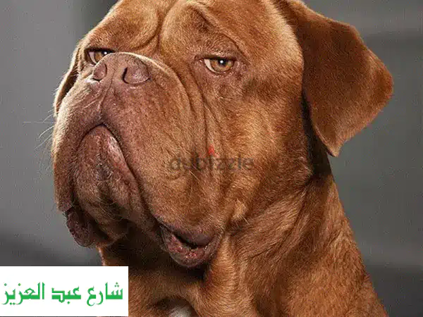 تدريب كلاب