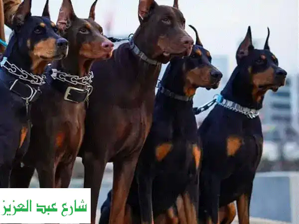 درب كلبك بنفسك! 🐕  تحكم كامل وسلوك مثالي - تدريب...