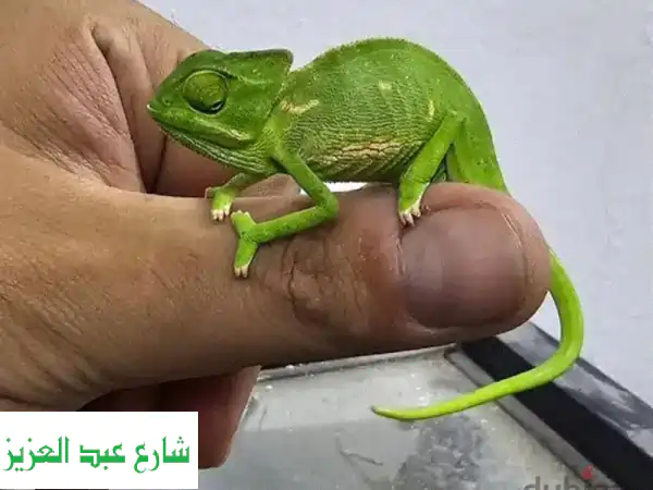 بيبي كاميليون: سحر الألوان بين يديك! 🦎✨