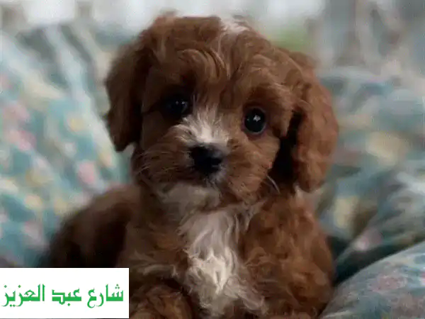 جرو كافابو للبيع - رفيقك الصغير ينتظرك!