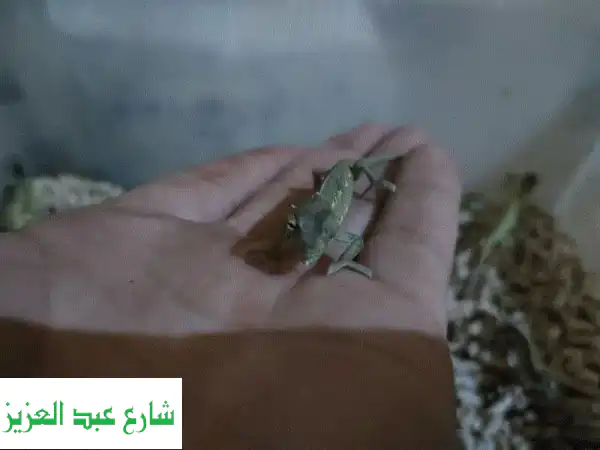 بيبي كاميليون: سحر الألوان بين يديك! 🦎✨
