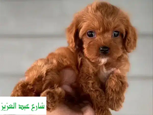 جرو كافابو للبيع - رفيقك الصغير ينتظرك!