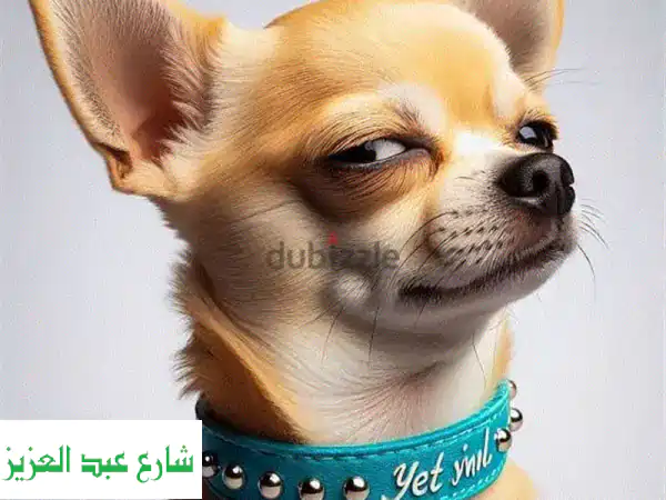 تدريب كلاب احترافي منزليًا: شاهد نتائج مذهلة بنفسك!