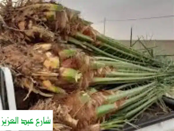 فسائل نخيل البلح