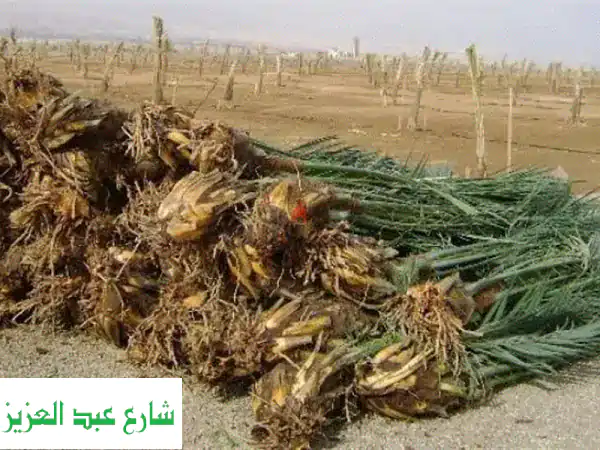 فسائل نخيل البلح