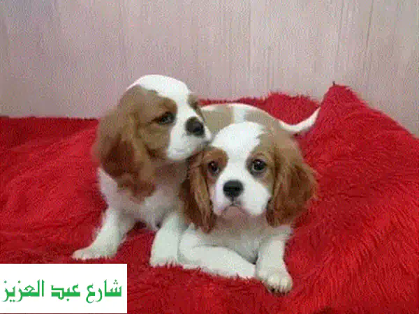 شيباهينو ذكر روسي أصيل - جميل وصحته ممتازة!