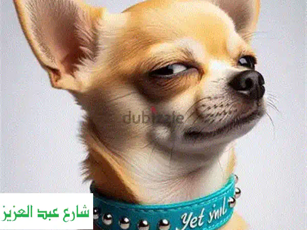 تدريب كلاب