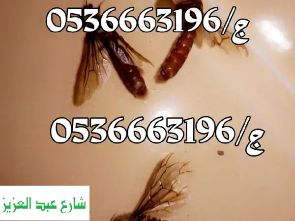 مكافحة حشرات بالرياض: تخلص نهائيًا من الحشرات الضارة بأمان وفعالية