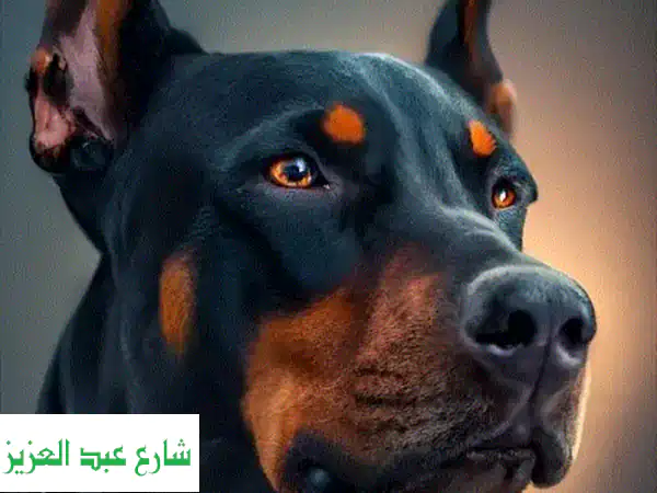 تدريب كلاب